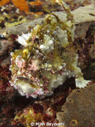 Frogfish on sabang wreck 1, mindoro island. Sealife DC1000 by Mish Bayoumi 